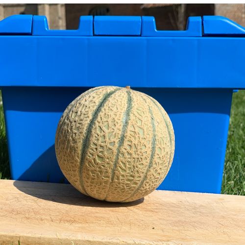 Photo de: Melon